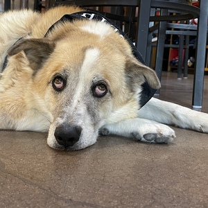 Team Page: Pints4Paws 